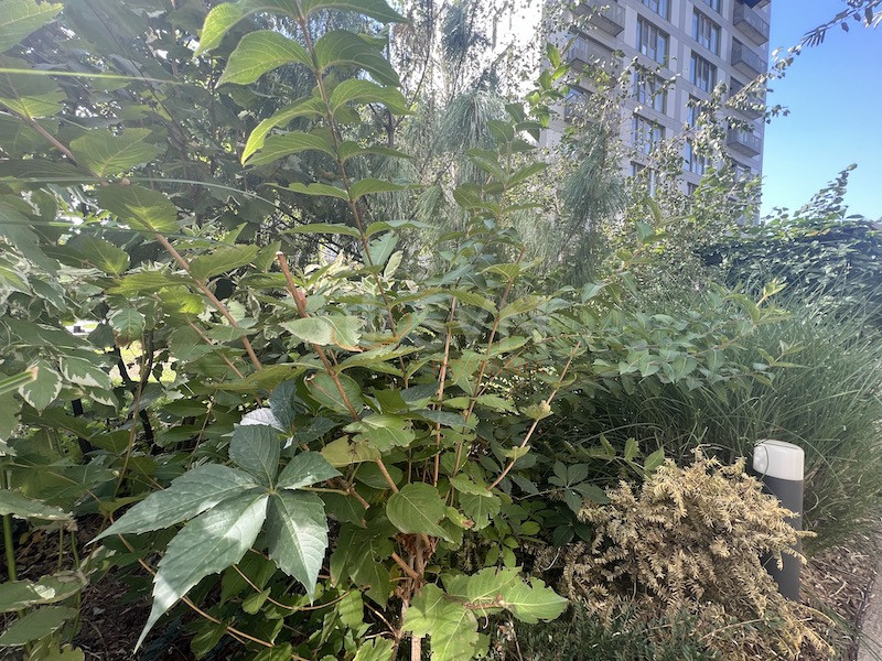 Apartament, 2 camere Bucuresti/Aviatiei