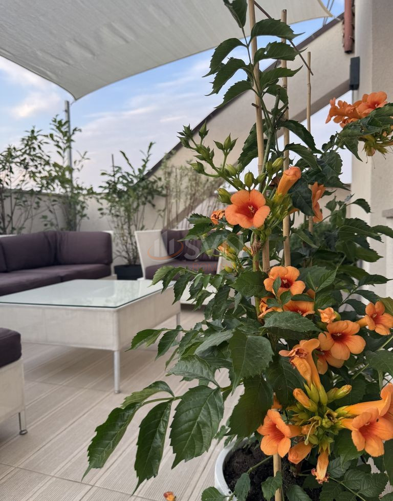 Apartament, 3 camere Bucuresti/Timpuri Noi