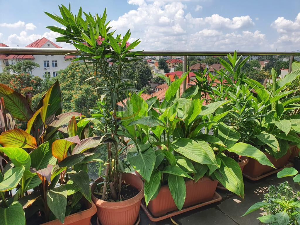 Apartament, 5 camere Bucuresti/Pache Protopopescu