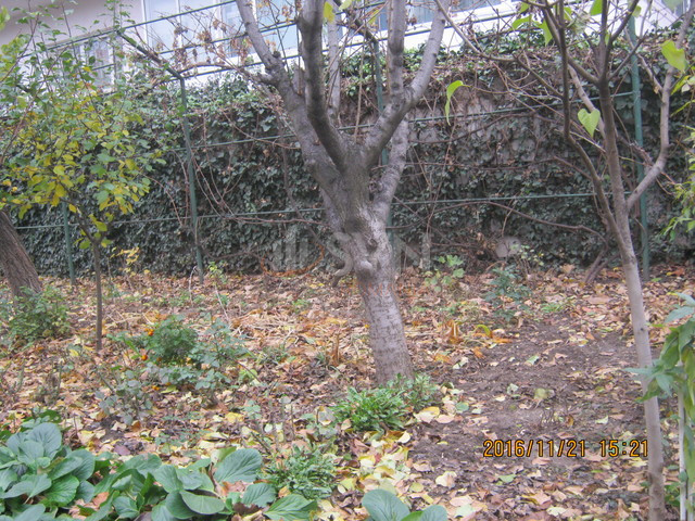 Casa, 3 camere Bucuresti/Arcul De Triumf