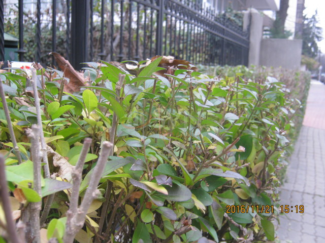 Casa, 3 camere Bucuresti/Arcul De Triumf