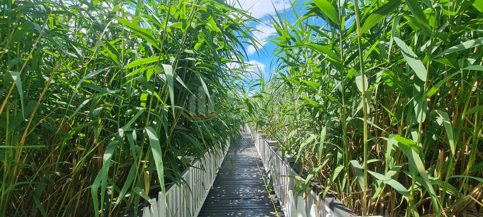 Casa, 5 camere Ilfov/Snagov