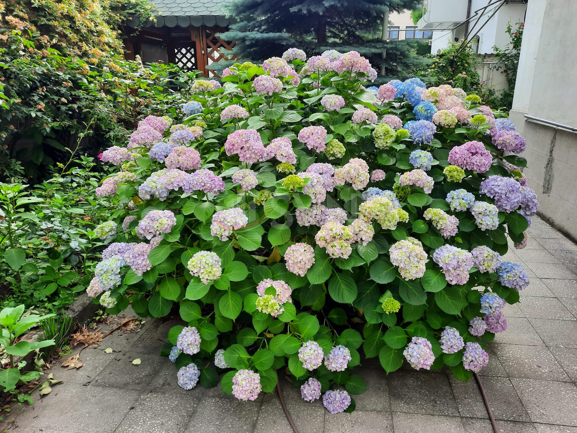 Casa, 7 camere Bucuresti/Piata Victoriei