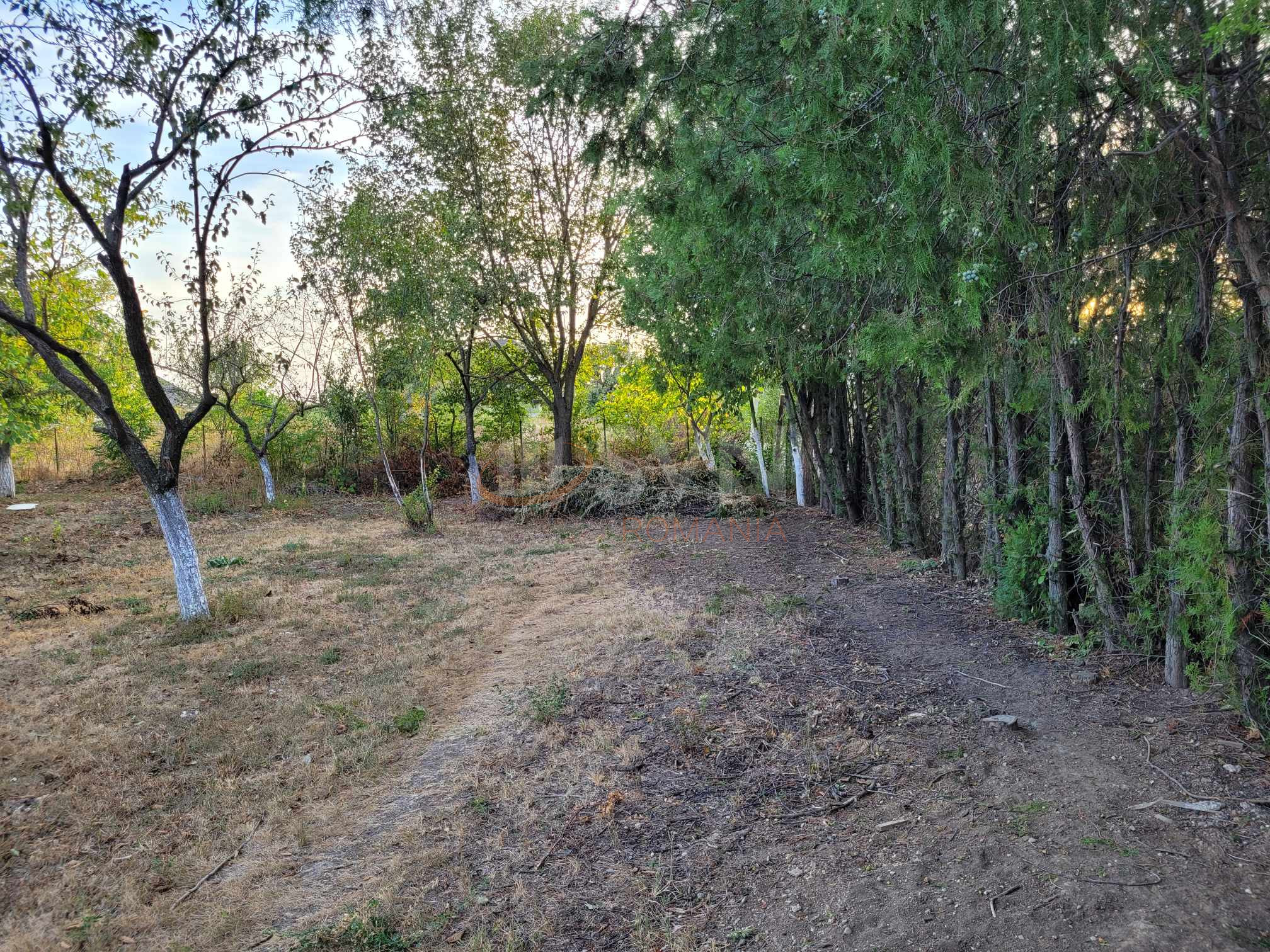 Teren 1000 mp Ilfov/Corbeanca