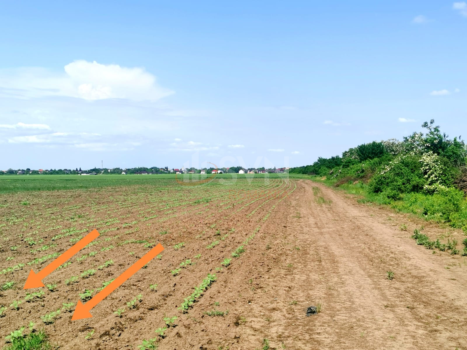 Teren 46618 mp Ilfov/Clinceni