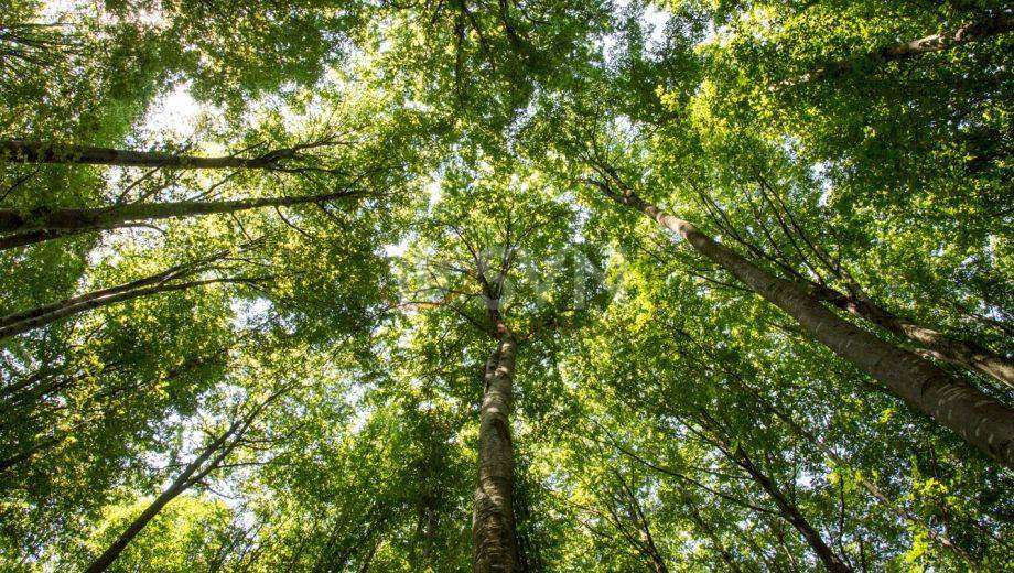 Teren 770000 mp Bacau/Centru