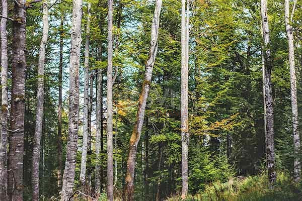 Teren 770000 mp Bacau/Centru